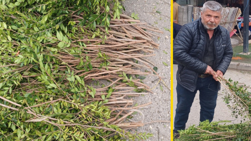 Köşk İlçesinde Bayram Öncesi Mersin Bitkisine Yoğun Talep Oldu